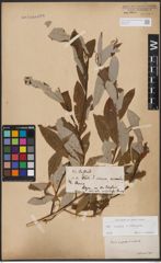 Foto von Salix caprea L. x Salix eleagnos Scop.